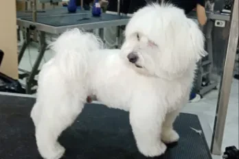 Peluquería Canina SANICAN